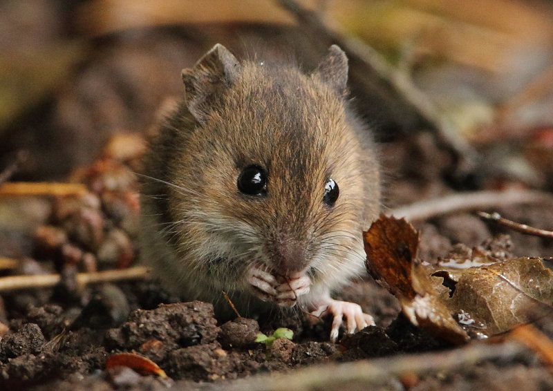 Wood Mouse     Wales