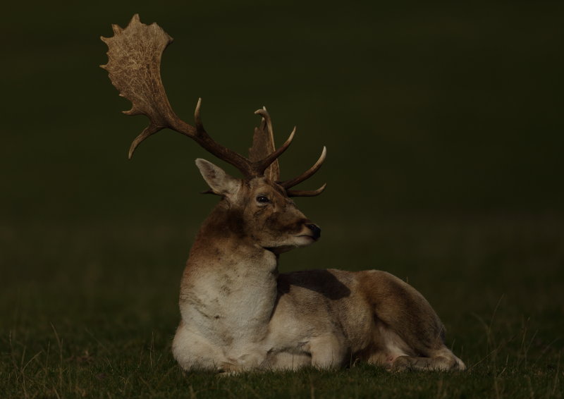 Fallow Deer     England