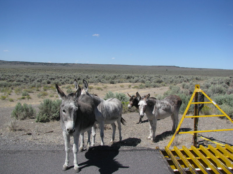 Jackasses