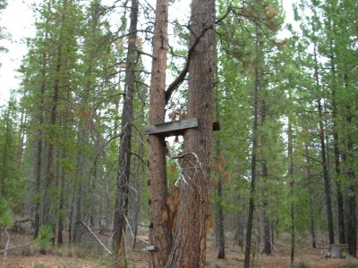 Old Deer Stand