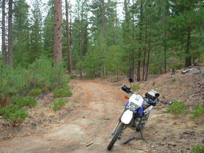 Looking Down the Trail