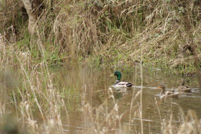 Mallards