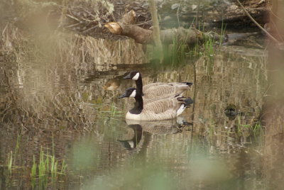 Canadian Geese