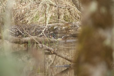 Wood Duck hiding