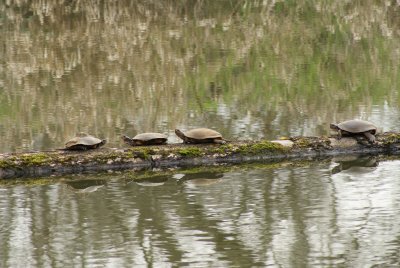 Western Pond Turtles