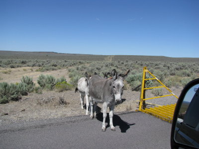 Wild Donkey's on Hwy 20
