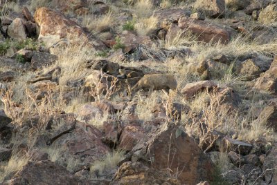 Camo Buck