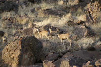 more deer