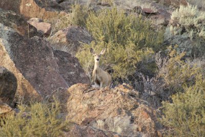 Doe checking us out
