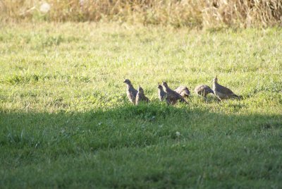 Quail on the lawn