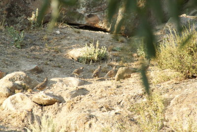 Quail in the rocks