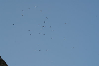 Circling birds
