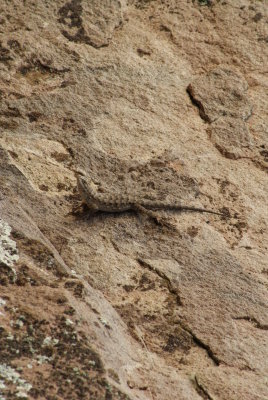 Lizard