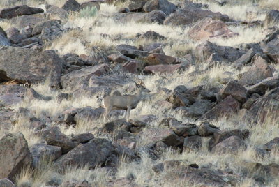 Deer in the rocks