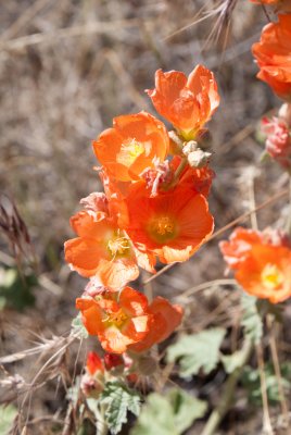 Orange flowers