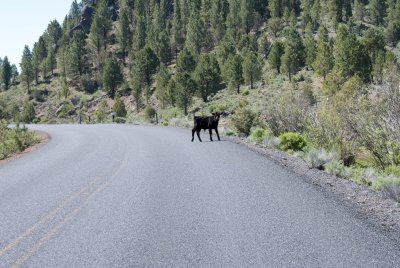 cow in road