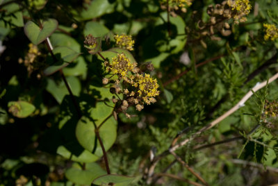 odd little yellow flowers