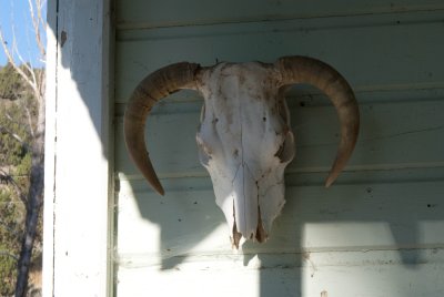 Skull