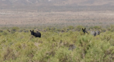 Wild Burros 1