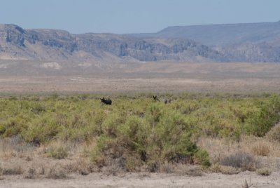 Wild Burros 2