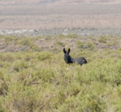 Wild Burro