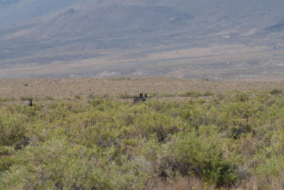 Wild Burros 8