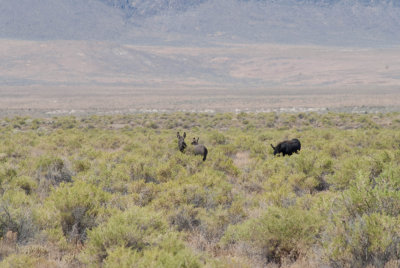 Wild Burros 9