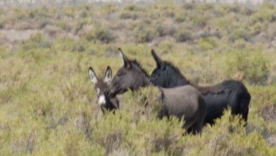 Wild Burro Family