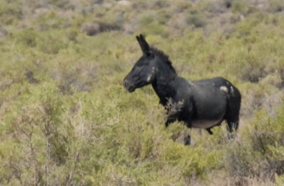 Wild Burro 3
