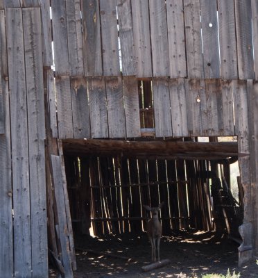 Deer in Barn