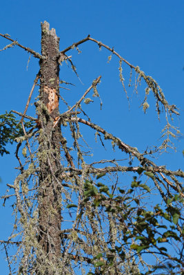 2T1U5999.jpg - Algonquin Provincial Park, ON, Canada