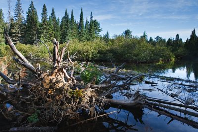 2T1U6031.jpg - Algonquin Provincial Park, ON, Canada