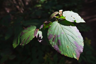 2T1U6098.jpg - Algonquin Provincial Park, ON, Canada