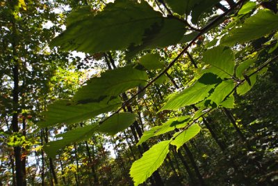 2T1U6137.jpg - Algonquin Provincial Park, ON, Canada