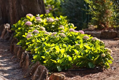 Flower bed