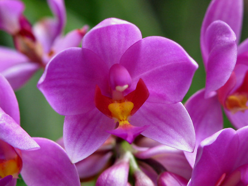 Spathoglottis orchid