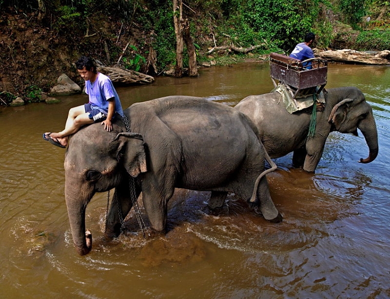 Wading in a stream