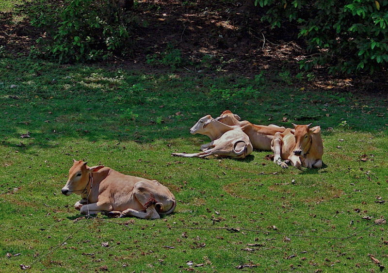 Cows