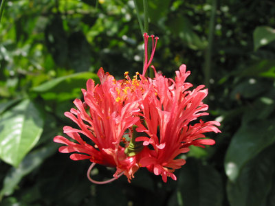 Japanese Lantern (Hibiscus schizopetalus)