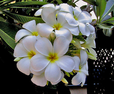 Frangipani (pulmaria)