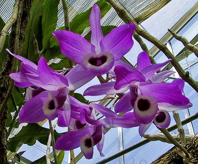 Orchids, Queen Sirikit Garden