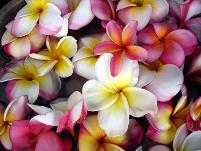 Frangipani, massed