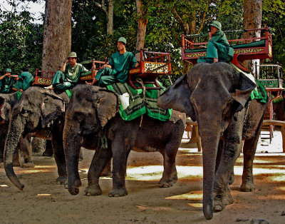 Elephants and mahouts