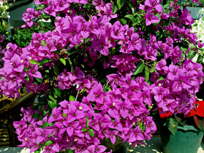 Bougainvillea