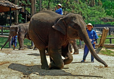 Elephant bowing