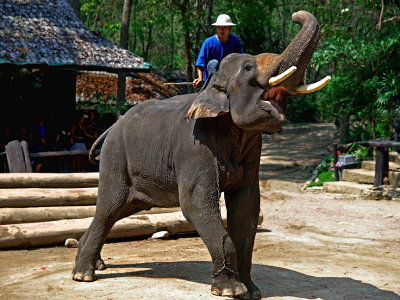 elephant with trunk up
