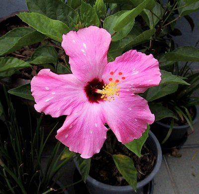 Pink spotted hibiscus