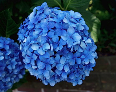 Blue hydranga
