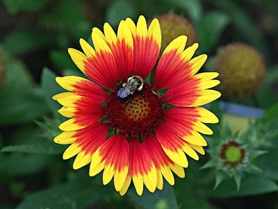 Bee in a Blanketflower