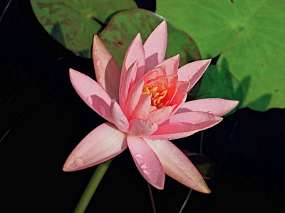 Waterlily with raindrops